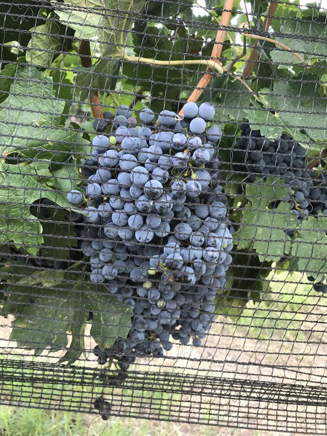 Chaglasian Wine & Suites San Rafael  Luaran gambar